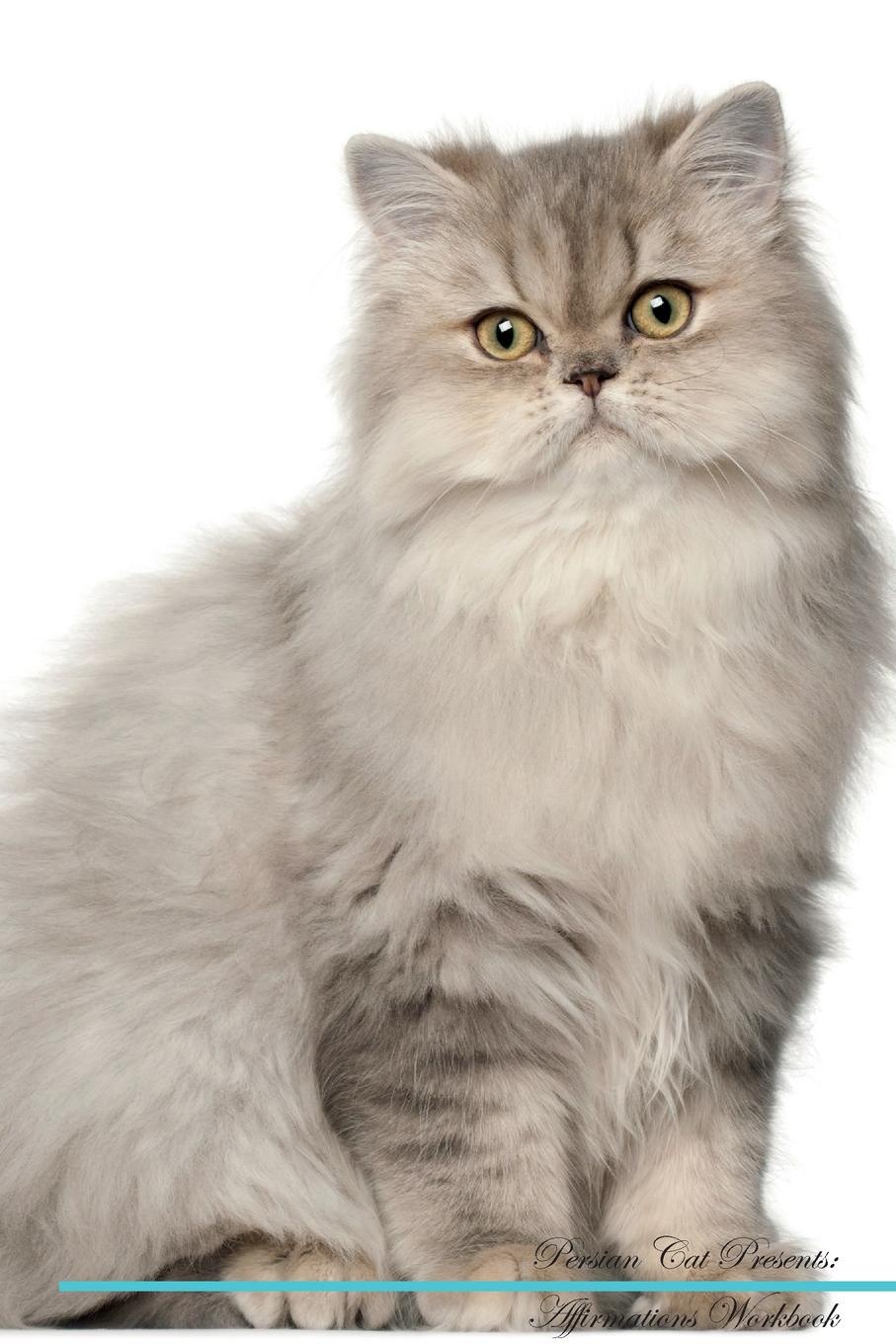 фото Persian Cat Affirmations Workbook Persian Cat Presents. Positive and Loving Affirmations Workbook. Includes: Mentoring Questions, Guidance, Supporting You.