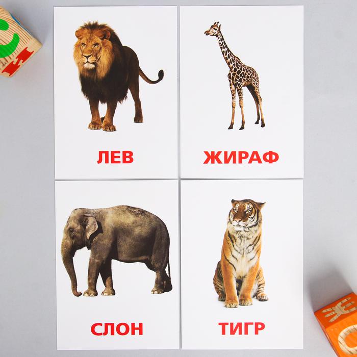Тигр лев жираф слон. Карточки Домана животные. Карточки животных для детей. Обучающие карточки для детей. Карточки с животными для малышей.