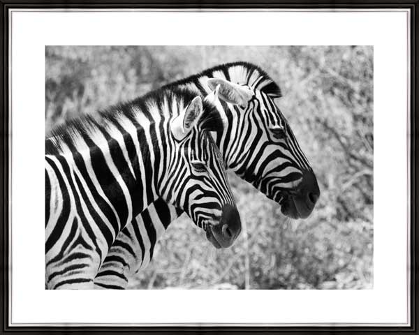 фото Картина в багете 50x40 см "Две зебры" Экорамка BE-103-316