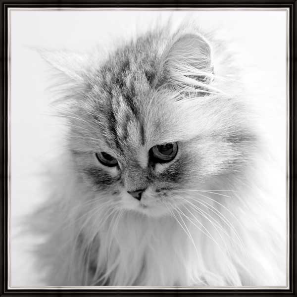 фото Картина в багете 40x40 см "Пушистая кошка" Экорамка BE-103-323