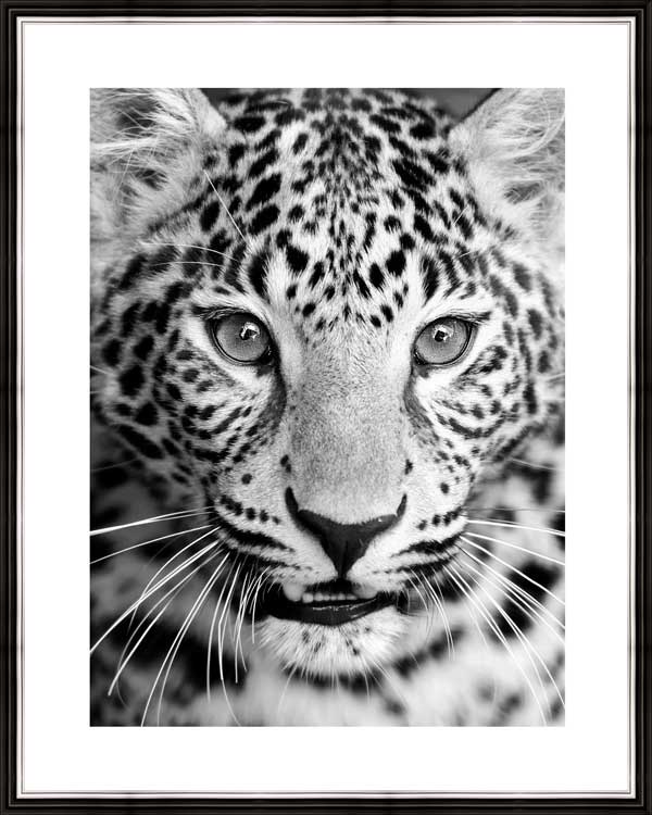 фото Картина в багете 40x50 см "Леопард" Экорамка BE-103-327