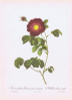 Гравюра Пьер-Жозеф Редуте Галльская роза Махека. Офсетная литография. Англия, Лондон, 1956 год - изображение