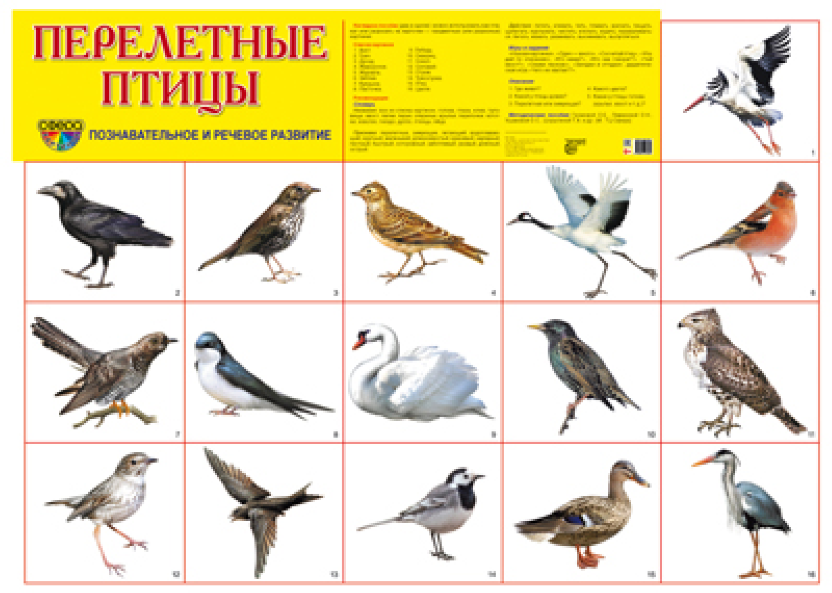 Книга "Перелетные птицы. Плакат" – купить книгу ISBN 978-5-9949-1830-2 ...