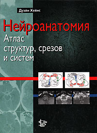 Нейроанатомия: атлас структур, срезов и систем | Хейнс Дуэйн купить на ...
