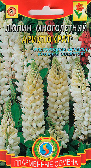 Lupin Seeds My brother collects and polishes seeds as a ho. Flickr