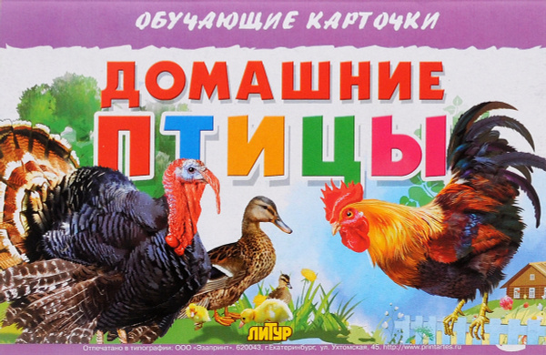 Домашние птицы для детей