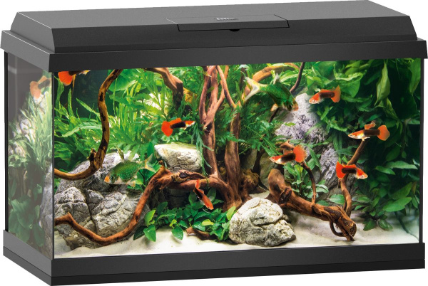 Купить рыбок цена фото Pin di Fish tank