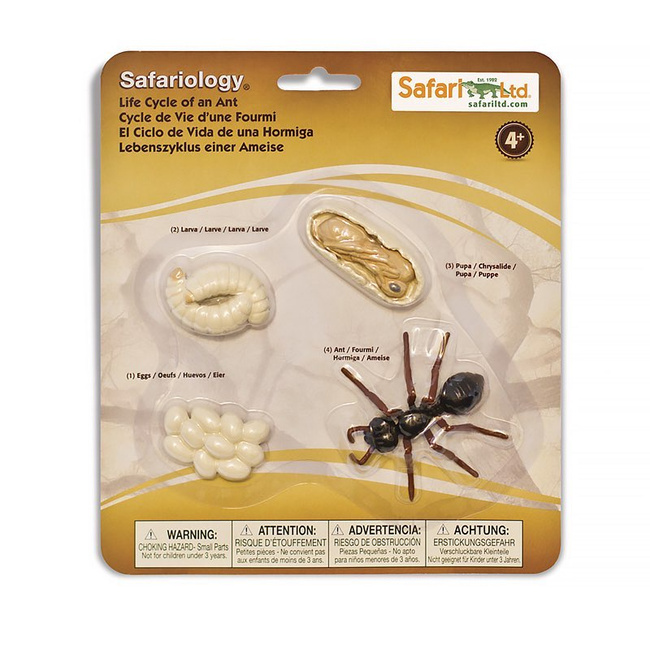 safari ltd life cycle of a monarch butterfly