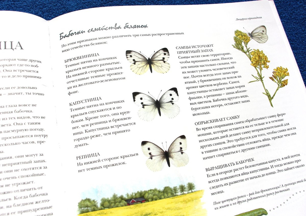 Книга с бабочками. Книги про бабочек научные.