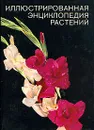 Иллюстрированная энциклопедия растений - Ф. А. Новак