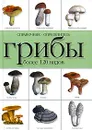 Грибы. Справочник-определитель. Более 120 видов - Наталья Макарова