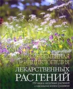 Современная энциклопедия лекарственных растений - В. К. Лавренов, Г. В. Лавренова
