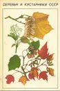 Деревья и кустарники СССР - Н. А. Бородина, В. И. Некрасов, Н. С. Некрасова