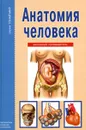 Анатомия человека - С. Ю. Афонькин