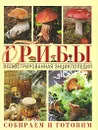 Грибы. Иллюстрированная энциклопедия. Собираем и готовим - Ильина Т.А.