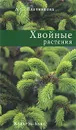 Хвойные растения - Л. С. Плотникова