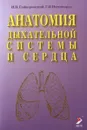 Анатомия дыхательной системы и сердца - И. В. Гайворонский, Г. И. Ничипорук