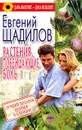 Растения, побеждающие боль - Щадилов Евгений Владимирович