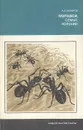 Муравей, семья, колония - Захаров Анатолий Александрович