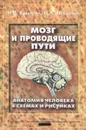 Мозг и проводящие пути. Анатомия человека в схемах и рисунках. Атлас-пособие - Н. В. Крылова, И. А. Искренко