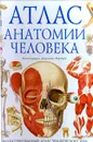Атлас анатомии человека - Стив Паркер