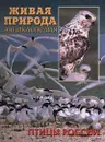 Живая природа. Птицы России. Энциклопедия - В. Иваницкий