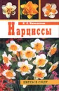 Нарциссы - Н. Я. Ипполитова