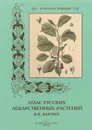 В. К. Варлих. Атлас русских лекарственных растений - С. Иванов