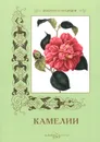 Камелии - С. Иванов