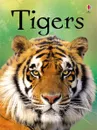 Tigers - Maclaine James