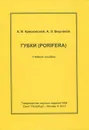 Губки (Porifera). Учебное пособие - А. В. Ересковский, А. Э. Вишняков