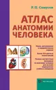 Атлас анатомии человека - Р. П. Самусев