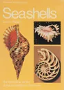 Seashells - Ritchie Carson