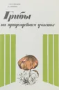 Грибы на приусадебном участке - Н. П. Стенина, А. А. Шмидт