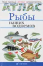 Рыбы наших водоемов - Е.Т.Бровкина, В.И.Сивоглазов