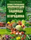 Иллюстрированная энциклопедия разумно ленивого садовода и огородника - Кизима Галина Александровна