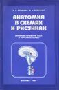 Анатомия в схемах и рисунках - Н.В.Крылова, И.А.Искренко