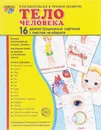 Тело человека (набор из 16 демонстрационных картинок) - Т. В. Цветкова