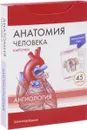Анатомия человека. Ангиология (набор из 45 карточек) - М. Р. Сапин, В. Н. Николенко, М. О. Тимофеева