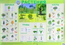 Растения. Плакат - Л. Данилова