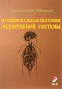 Функциональная анатомия эндокринной системы. Учебное пособие - И. В. Гайворонский, Г. И. Ничипорук