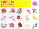Цветы садовые. Познавательное и речевое развитие - Т. В. Цветкова