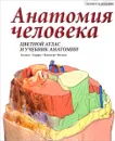 Анатомия человека. Цветной атлас и учебник - Дж. А. Гослинг, П. Ф. Харрис, И. Вайтмор, П. Л. Т. Виллан