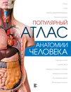 Популярный атлас анатомии человека - Л. Н. Палычева, Н. В. Лазарев