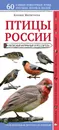 Птицы России. Наглядный карманный определитель - Ксения Митителло