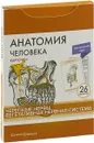 Анатомия человека: КАРТОЧКИ (26 шт). Черепные нервы. Вегетативная нервная система - Сапин М.Р., Николенко В.Н., Ти