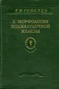 К морфологии поджелудочной железы - Л.В. Соболев