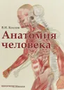 Анатомия человека. Учебник - В. И. Козлов