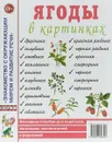 Ягоды в картинках - С. Кулов