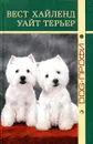 Вест хайленд уайт терьер - 